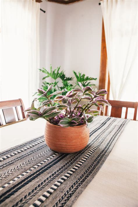 餐桌植物